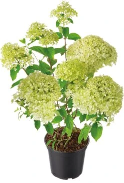 Pluimhortensia (Hydrangea Paniculata 'Limelight') D 29 H 50 Cm