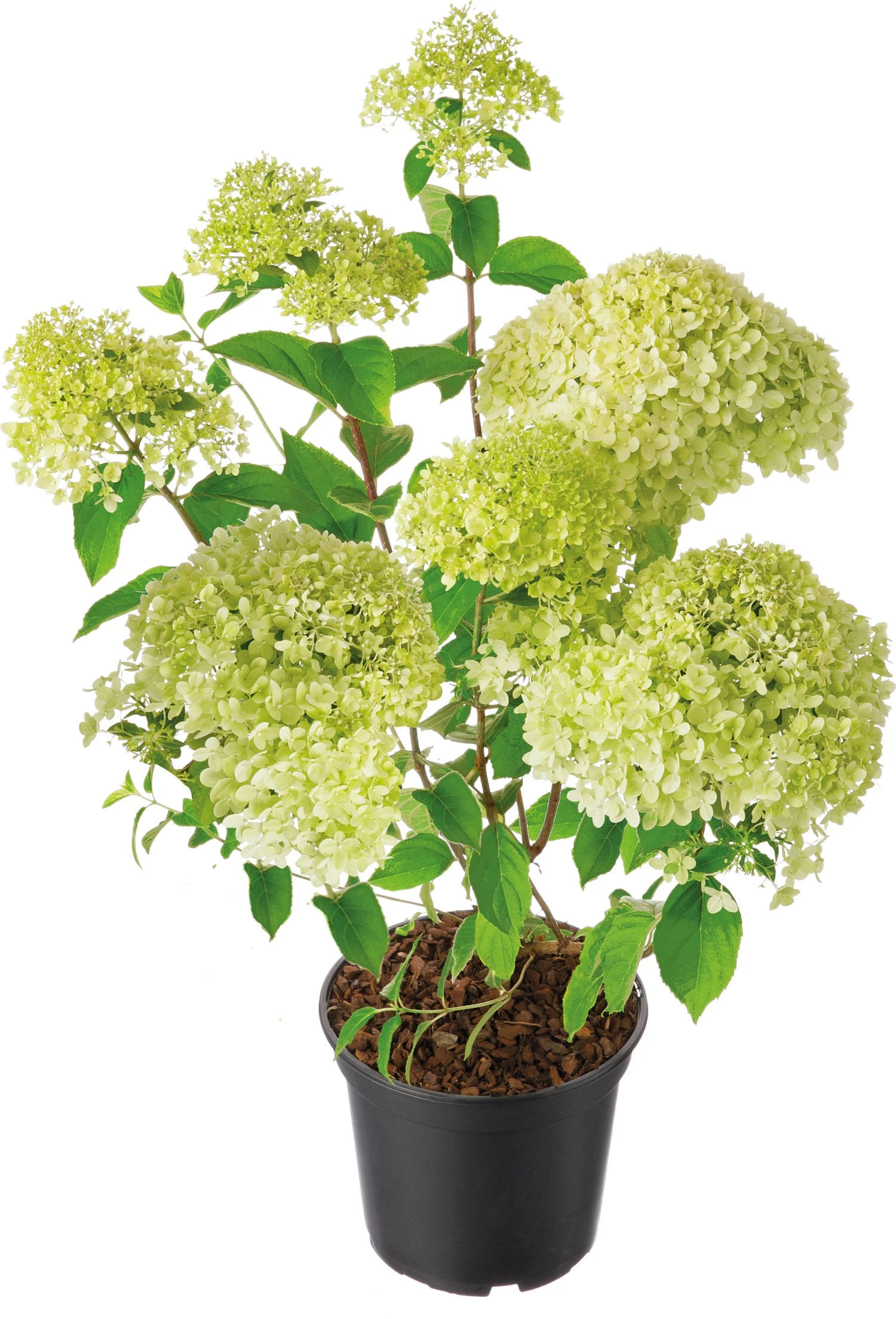 Pluimhortensia (Hydrangea Paniculata 'Limelight') D 29 H 50 Cm 3 Pluimhortensia (Hydrangea Paniculata 'Limelight') D 29 H 50 Cm