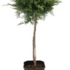 Jeneverbes Op Stam (Juniperus X Pfitzeriana 'Pfitzeriana Compacta') D 21 H 70 Cm -PlantenPuur Verkoopwinkel 8717263622116 1