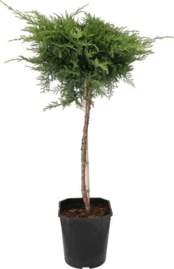 Jeneverbes Op Stam (Juniperus X Pfitzeriana 'Pfitzeriana Compacta') D 21 H 70 Cm