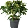 Rhododendron (Rhododendron 'Catawbiense Grandiflorum') D 23 H 40 Cm -PlantenPuur Verkoopwinkel 8717263624981 0