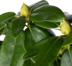 Rhododendron (Rhododendron 'Catawbiense Grandiflorum') D 23 H 40 Cm -PlantenPuur Verkoopwinkel 8717263624981 1