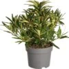 Rhododendron (Rhododendron 'Graziella') D 19 H 25 Cm -PlantenPuur Verkoopwinkel 8717263625254