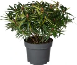 Rhododendron (Rhododendron 'Graziella') D 23 H 30 Cm