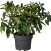 Rhododendron (Rhododendron 'Madame Fortier') D 23 H 40 Cm -PlantenPuur Verkoopwinkel 8717263625285 0