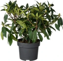 Rhododendron (Rhododendron 'Madame Fortier') D 23 H 40 Cm