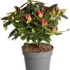 Rhododendron (Rhododendron 'Nova Zembla') D 19 H 25 Cm -PlantenPuur Verkoopwinkel 8717263625308