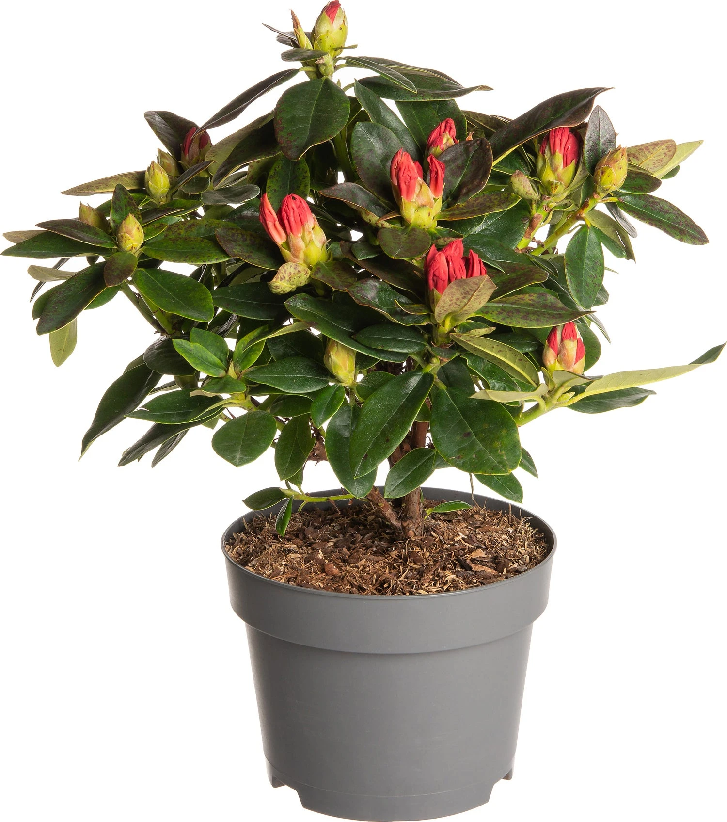 Rhododendron (Rhododendron 'Nova Zembla') D 19 H 25 Cm 3 Rhododendron (Rhododendron 'Nova Zembla') D 19 H 25 Cm