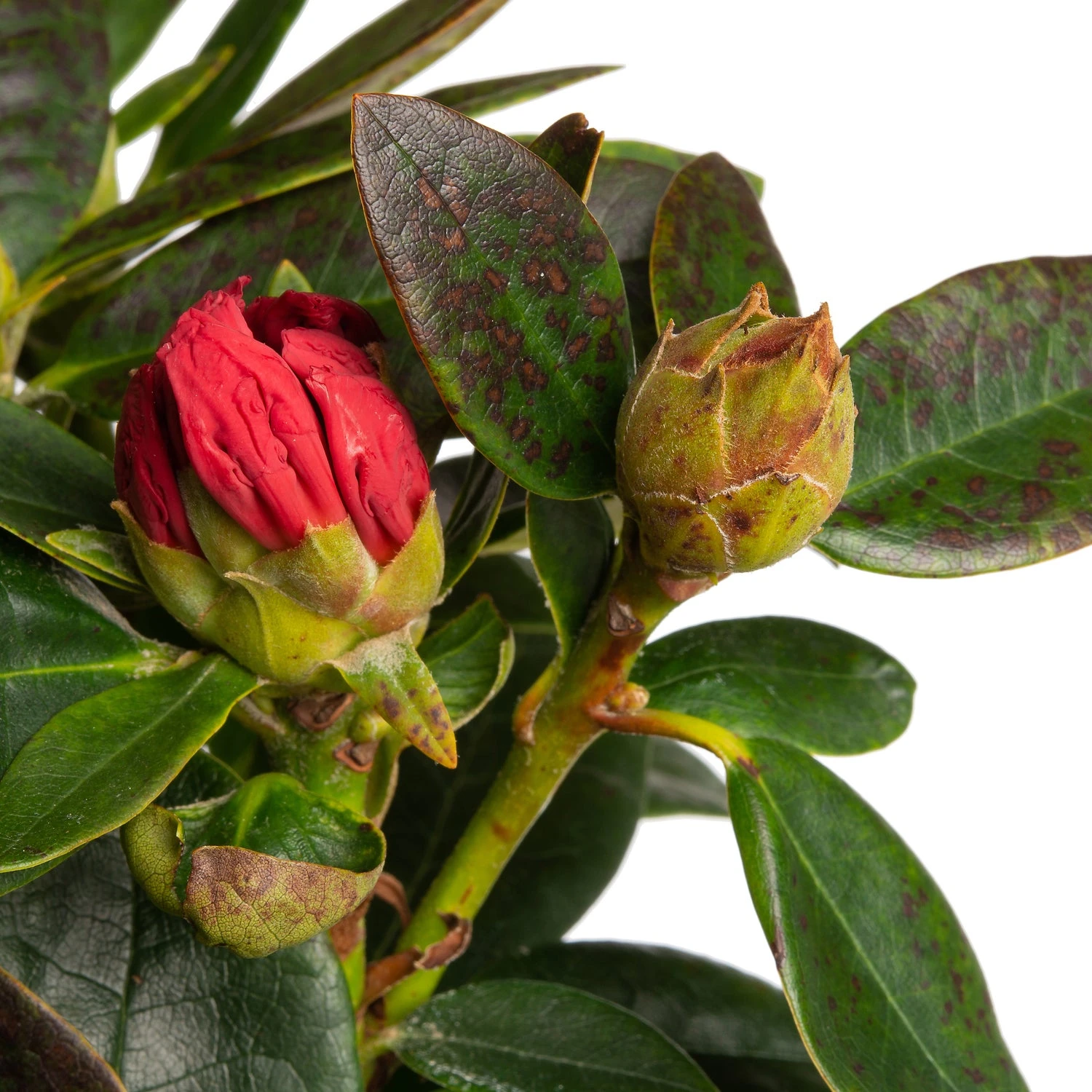 Rhododendron (Rhododendron 'Nova Zembla') D 19 H 25 Cm 4 Rhododendron (Rhododendron 'Nova Zembla') D 19 H 25 Cm - Afbeelding 2