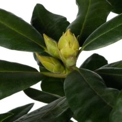 Rhododendron (Rhododendron 'Nova Zembla') D 23 H 40 Cm