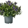 Struikveronica (Hebe Hebedonna 'Britta') D 23 H 45 Cm -PlantenPuur Verkoopwinkel 8717263633372 1