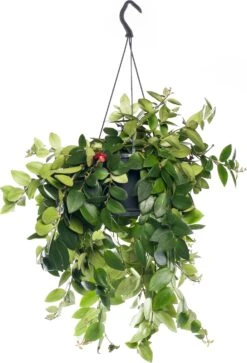 Lippenstiftplant (Aeschynanthus 'Mona Lisa') D 15 H 45 Cm