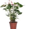 Flamingoplant (Anthurium Andrianum 'Princes Amalia Elegance') D 17 H 50 Cm 2 Flamingoplant (Anthurium Andrianum 'Princes Amalia Elegance') D 17 H 50 Cm -PlantenPuur Verkoopwinkel 8717263644811 2
