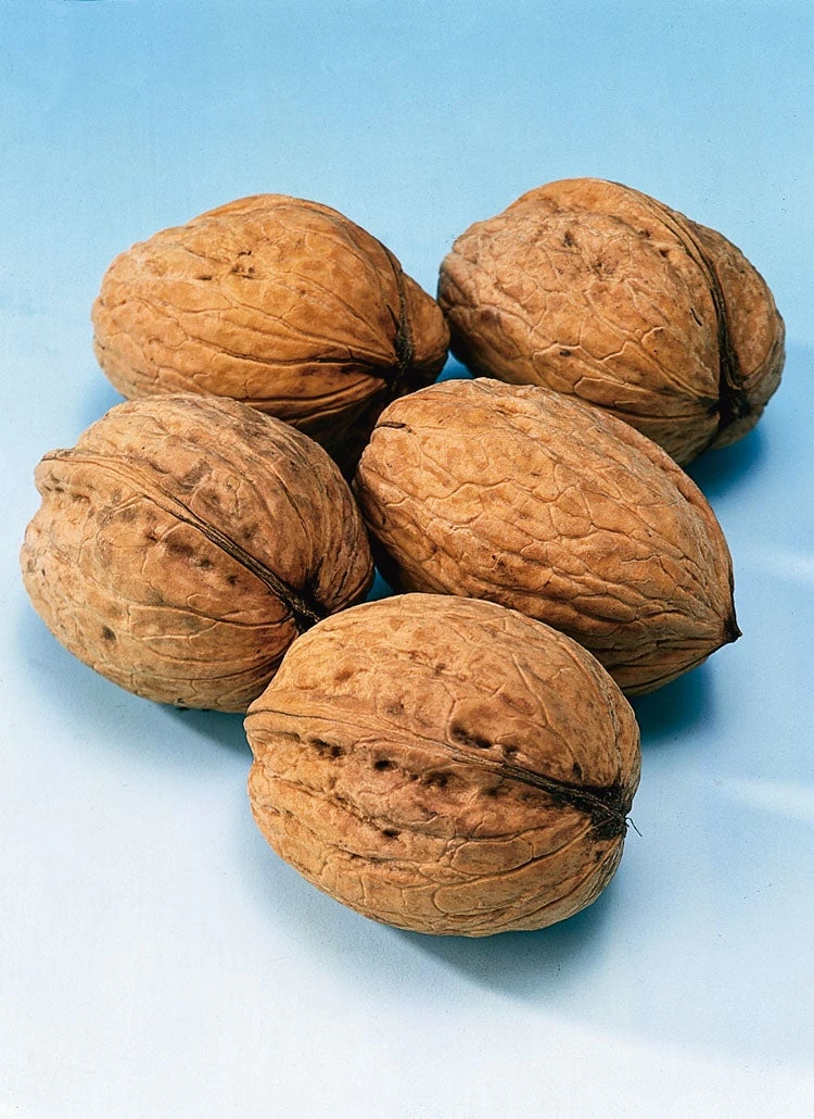 Walnoot (Juglans Regia 'Broadview') 3 Walnoot (Juglans Regia 'Broadview')
