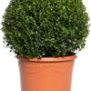 Buxus Bolvorm (Buxus Sempervirens) D 29 H 55 Cm -PlantenPuur Verkoopwinkel 8717263657590 1