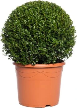 Buxus Bolvorm (Buxus Sempervirens) D 29 H 55 Cm