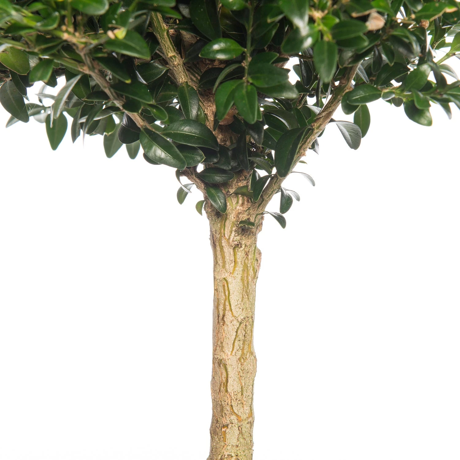 Buxus Op Stam (Buxus Sempervirens) D 23 Cm 4 Buxus Op Stam (Buxus Sempervirens) D 23 Cm - Afbeelding 2