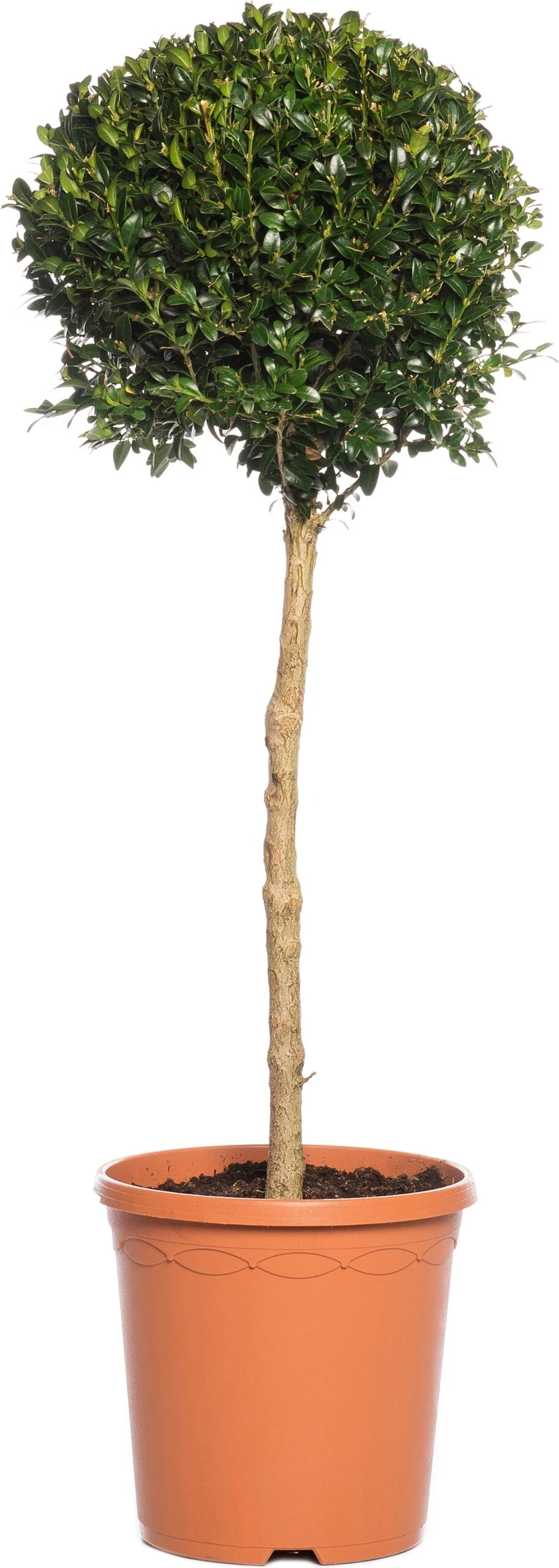 Buxus Op Stam (Buxus Sempervirens) D 23 Cm 3 Buxus Op Stam (Buxus Sempervirens) D 23 Cm