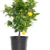 Mandarijn (Citrus Sinensis 'Calamondin') D 20 H 70 Cm 2 Mandarijn (Citrus Sinensis 'Calamondin') D 20 H 70 Cm -PlantenPuur Verkoopwinkel 8717263658962 1