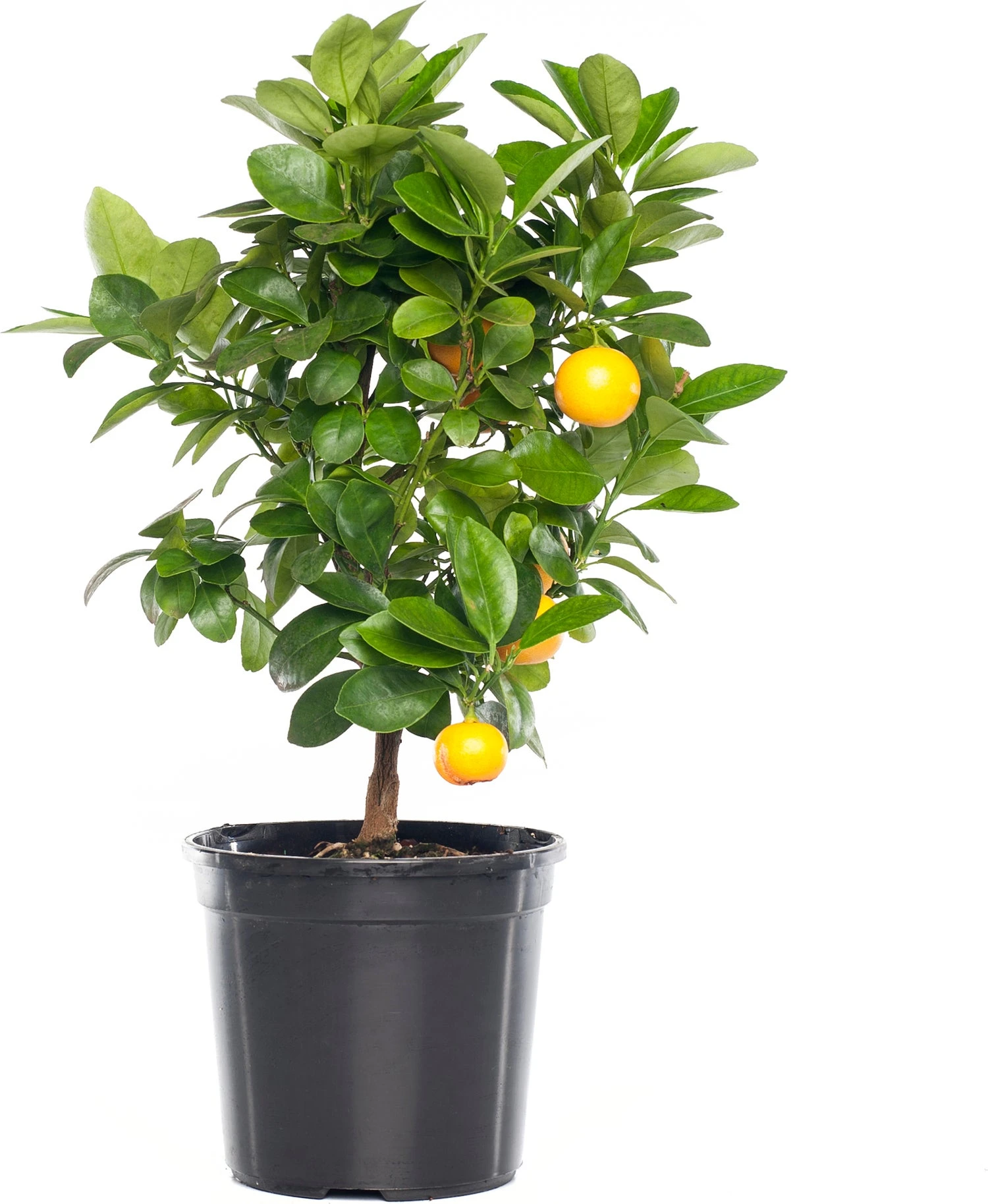 Mandarijn (Citrus Sinensis 'Calamondin') D 20 H 70 Cm 3 Mandarijn (Citrus Sinensis 'Calamondin') D 20 H 70 Cm