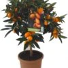 Chinese kumquat (Citrus Sinensis 'Kumquat') D 20 H 80 Cm -PlantenPuur Verkoopwinkel 8717263659013