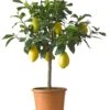 Citroenboom (Citrus Sinensis 'Limone') D 20 H 70 Cm 1 Citroenboom (Citrus Sinensis 'Limone') D 20 H 70 Cm -PlantenPuur Verkoopwinkel 8717263659099 1