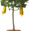 Citroenboom (Citrus Sinensis 'Mano Di Budda') D 20 H 80 Cm -PlantenPuur Verkoopwinkel 8717263659150