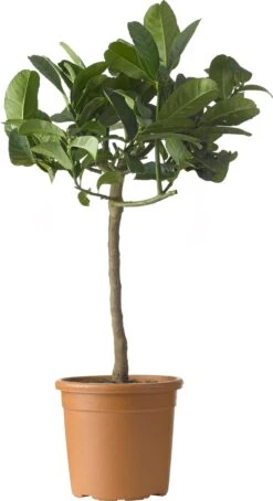 Limoenboom (Citrus Sinensis 'Lime' ) D 20 H 80 Cm