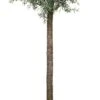 Arizonacipres Op Stam (Cupressus Arizonica 'Glauca') D 27 H 90 Cm -PlantenPuur Verkoopwinkel 8717263664574