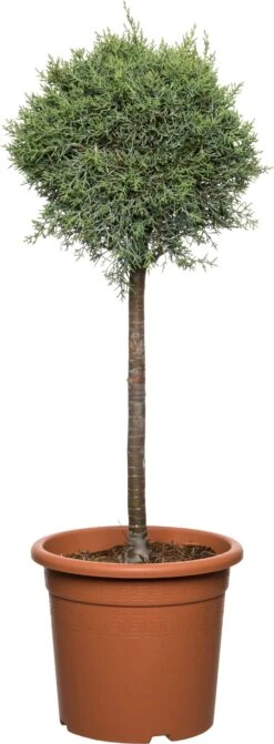 Arizonacipres Op Stam (Cupressus Arizonica 'Glauca') D 27 H 90 Cm