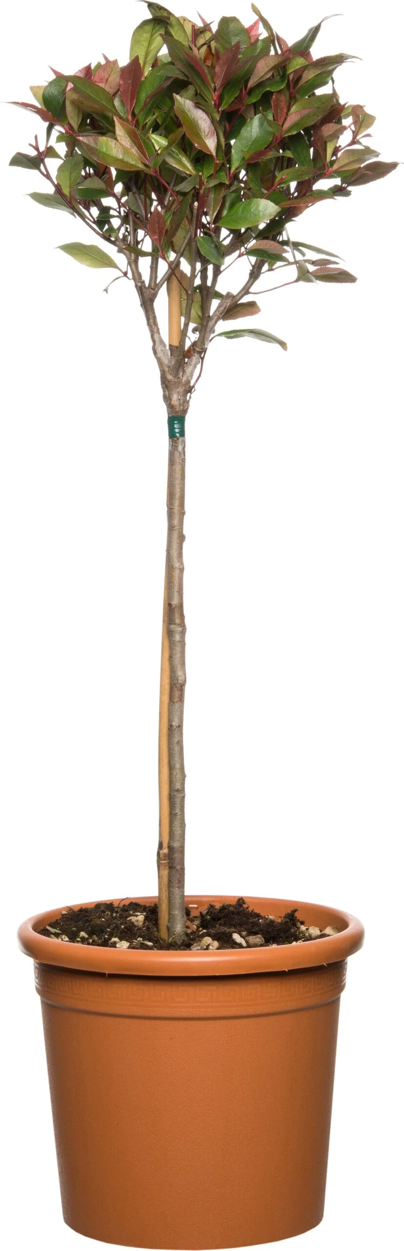 Glansmispel (Photinia Fraseri Carre Rouge) D 27 H Cm 3 Glansmispel (Photinia Fraseri Carre Rouge) D 27 H Cm