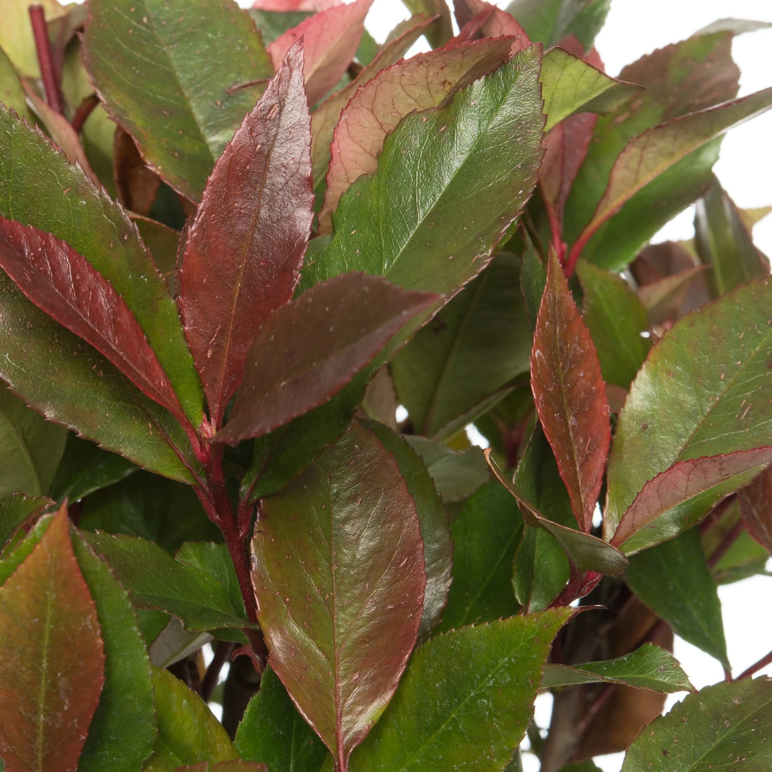 Glansmispel (Photinia Fraseri Carre Rouge) D 27 H Cm 4 Glansmispel (Photinia Fraseri Carre Rouge) D 27 H Cm - Afbeelding 2