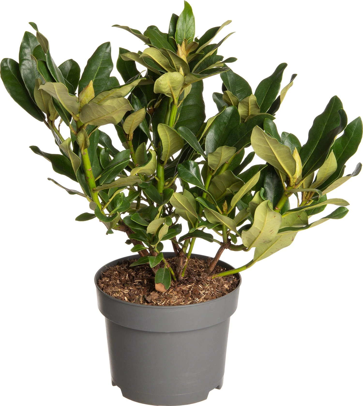 Rhododendron (Rhododendron 'Saffrano') D 19 H 25 Cm 3 Rhododendron (Rhododendron 'Saffrano') D 19 H 25 Cm