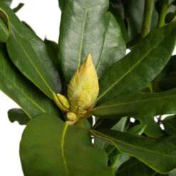 Rhododendron (Rhododendron 'Saffrano') D 19 H 25 Cm 5 Rhododendron (Rhododendron 'Saffrano') D 19 H 25 Cm -PlantenPuur Verkoopwinkel 8717263666356 2