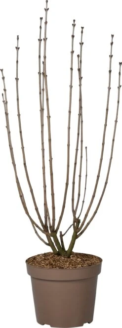 Sering (Syringa Vulgaris 'Andenken An Ludwig Späth') D 32 H 100 Cm