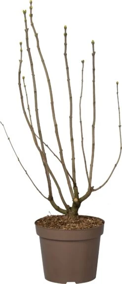 Sering (Syringa Vulgaris 'Mme Lemoine') D 32 H 100 Cm