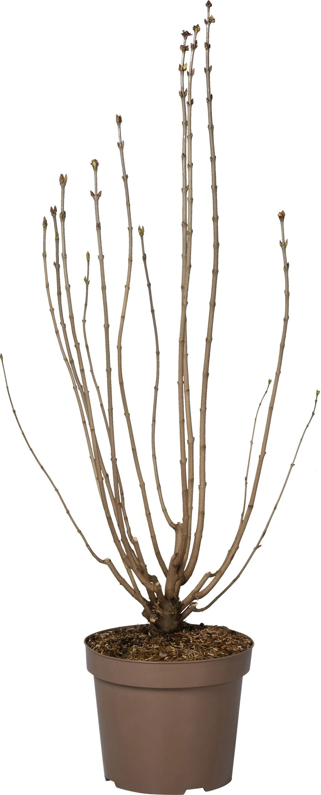 Sering (Syringa Vulgaris 'Nadezhda') D 32 H 100 Cm 3 Sering (Syringa Vulgaris 'Nadezhda') D 32 H 100 Cm