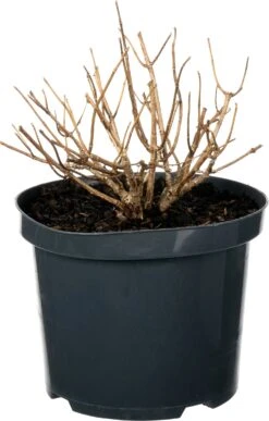 Pluimhortensia (Hydrangea Paniculata 'Bombshell') D 23 H 30 Cm