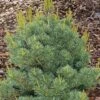 Japanse Pijnboom (Pinus Parviflora Negishi) -PlantenPuur Verkoopwinkel 8717263676782 3 1