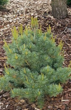 Japanse Pijnboom (Pinus Parviflora Negishi)
