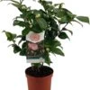 Japanse Roos (Camellia Japonica 'Nuccio's Cameo') D 19 H 55 Cm -PlantenPuur Verkoopwinkel 8717263682080