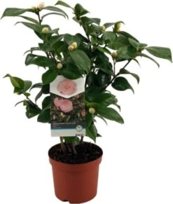 Japanse Roos (Camellia Japonica 'Nuccio's Cameo') D 19 H 55 Cm