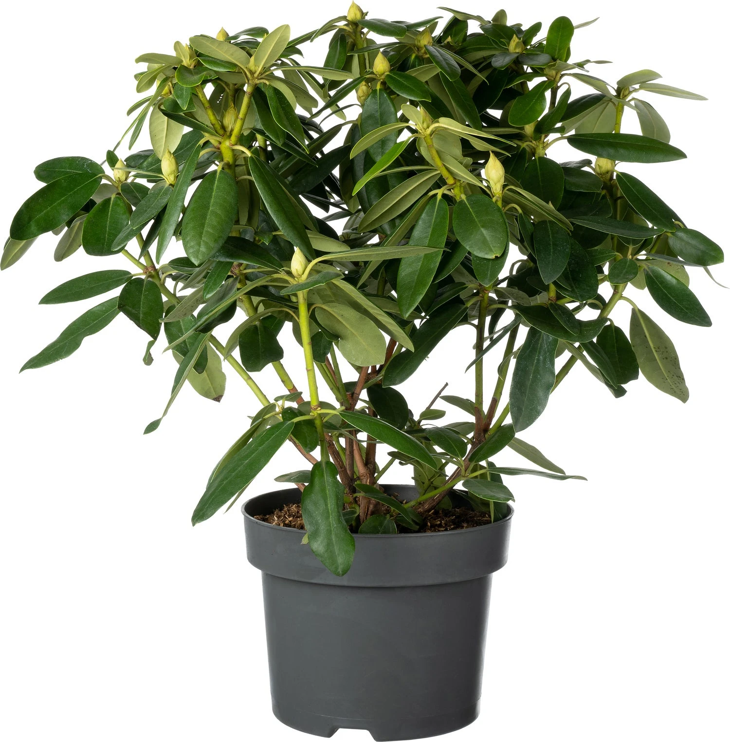 Rhododendron (Rhododendron 'Madame Masson') D 23 H 40 Cm 3 Rhododendron (Rhododendron 'Madame Masson') D 23 H 40 Cm