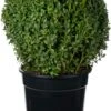 Buxus (Buxus Sempervirens) D 23 H 25 Cm 1 Buxus (Buxus Sempervirens) D 23 H 25 Cm -PlantenPuur Verkoopwinkel 8717263683193 0