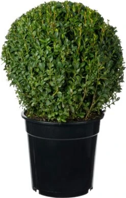 Buxus (Buxus Sempervirens) D 23 H 25 Cm