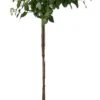 Sneeuwbal (Viburnum Tinus ) D 32 H 140 Cm -PlantenPuur Verkoopwinkel 8717263685272 0