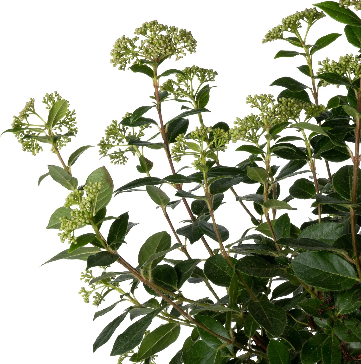 Sneeuwbal (Viburnum Tinus ) D 32 H 140 Cm 4 Sneeuwbal (Viburnum Tinus ) D 32 H 140 Cm - Afbeelding 2