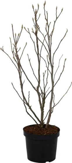 Magnolia (Magnolia 'Susan') D 23 H 40 Cm