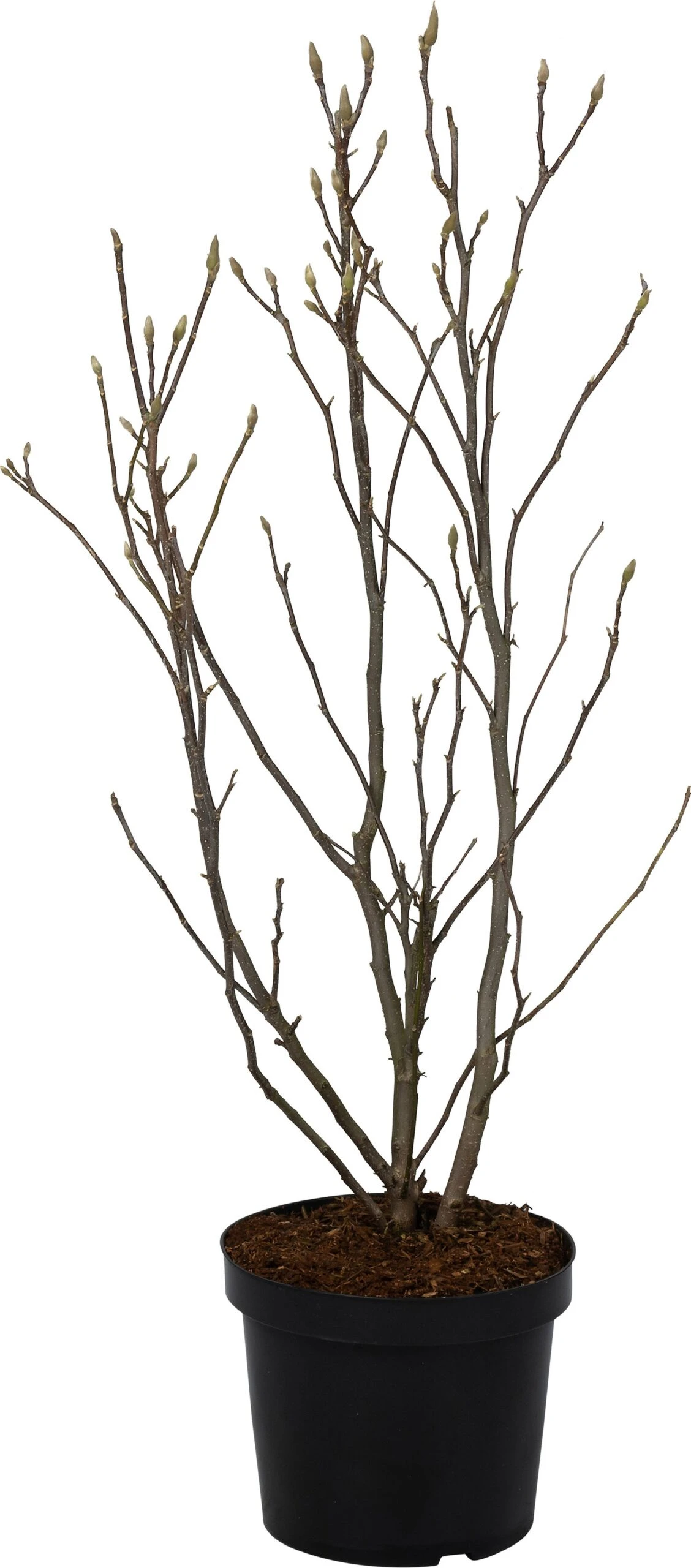 Magnolia (Magnolia Soulangeana) D 23 H 60 Cm 3 Magnolia (Magnolia Soulangeana) D 23 H 60 Cm