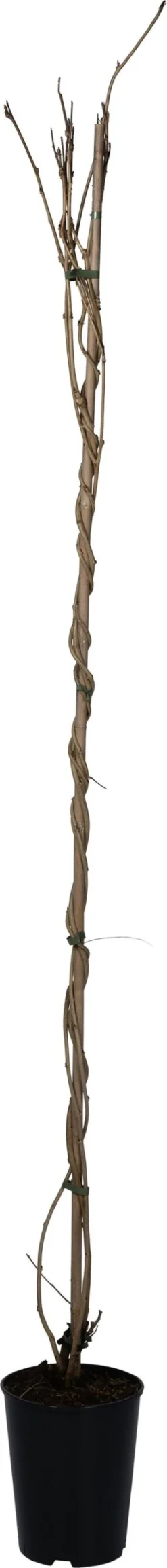 Blauwe Regen (Wisteria Floribunda 'Honbeni') D 23 H 210 Cm